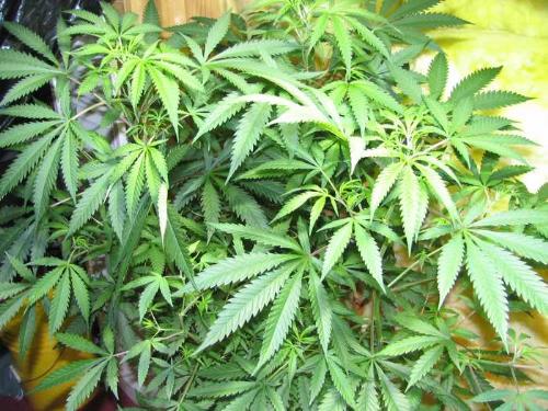 Plant - A nice green plant.