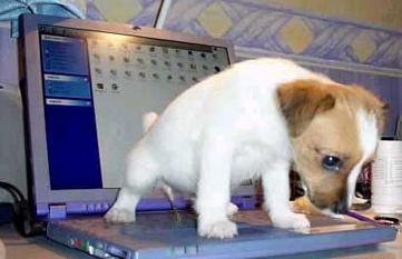 Dog - Funny dog. Unless you are the owner of the laptop