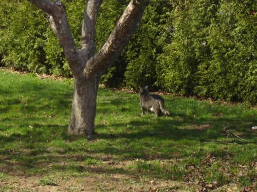 trees and nature! - the wildlife around my home