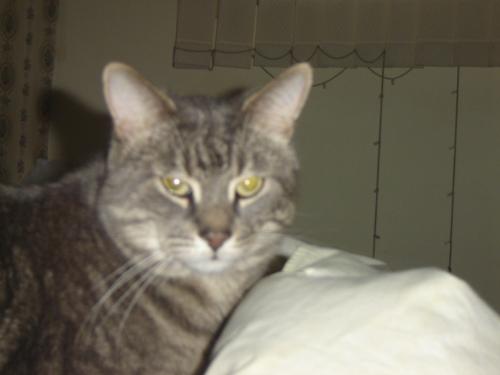 cats! - This is the SMOKKEY