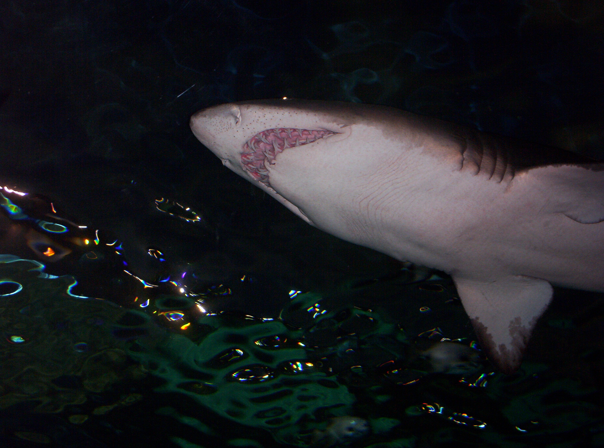 Shark  - This was taken at the Gatlinburg Aquarium