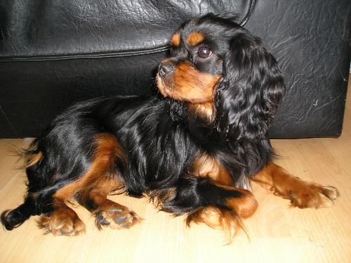 Shiva - My doggy - This is my cavalier king charles spaniel Shiva. She's 8 months old in this pic. She will turn 2 this year on the 13th of december, but I just love this pic. She should be a model, shouldn't she? ^_^