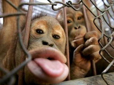 Monkey Kisses - Monkey giving you tounge