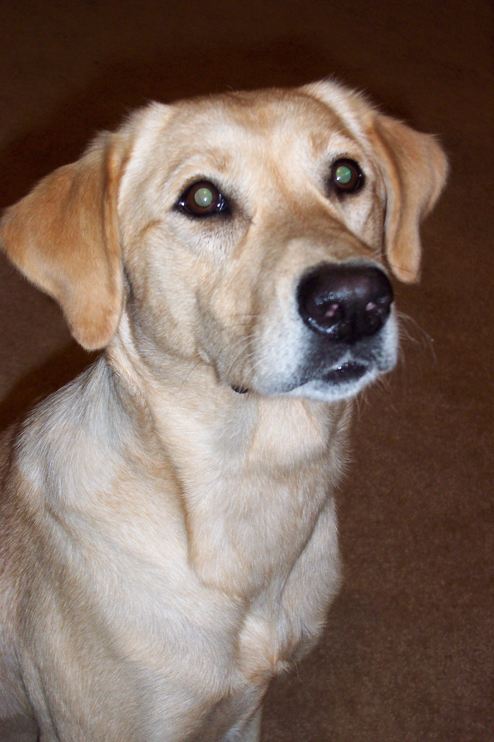 Beautiful Lab - My beautiful yellow Lab at 17 months old