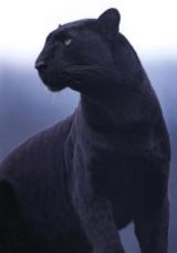 Leopard - Love this black leopard