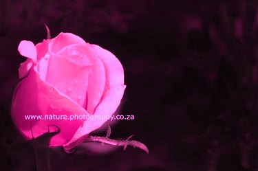 Rose - Pink Rose