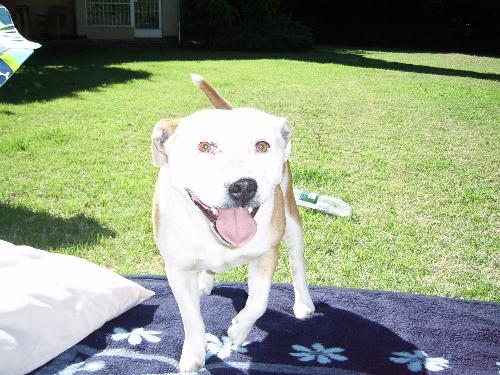 Jock - Jock, My sisters staffie.