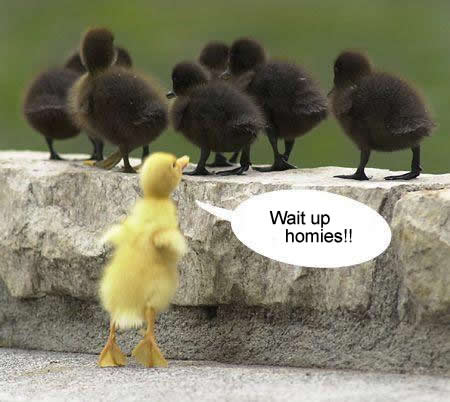 homies - another funny pic