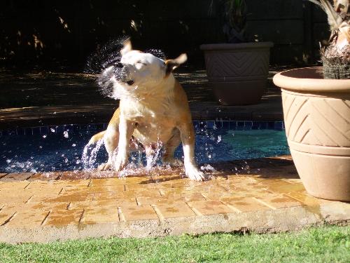 Jock - Jock, straight from the pool.