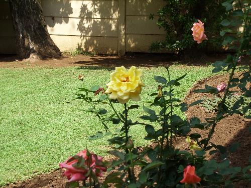 My garden - From my rose garden