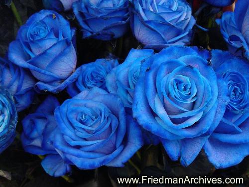 blue roses - blue roses