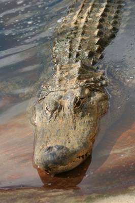Florida Gator - Florida Gator