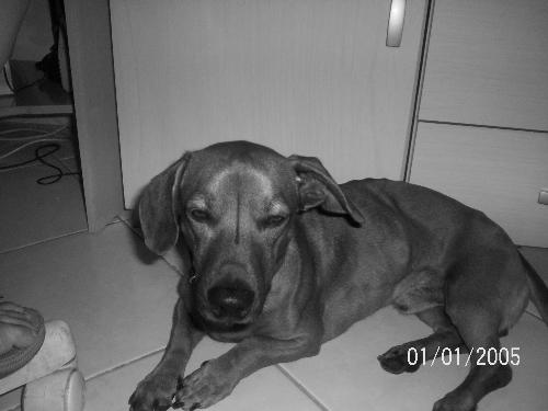 My dog Billy - This dog is very stressed but is very friend