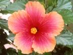 flower - flower