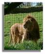 Lion - Lion In a Zoo Behind The Cage