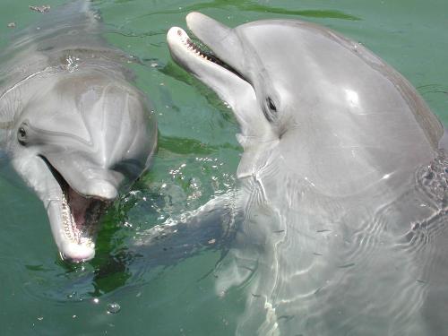 dolphin - The most freindly fish in  the world...