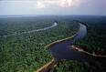 amazon forest - The region is home to about 2.5 million insect species, tens of thousands of plants, and some 2000 birds and mammals. To date, at least 40,000 plant species, 3,000 fish, 1,294 birds, 427 mammals, 427 amphibians, and 378 reptiles have been scientifically classified in the region [2]. Scientists have described between 96,660 and 128,843 invertebrate species in Brazil alone