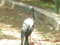 Crane - Photographed at Mysore Zoo