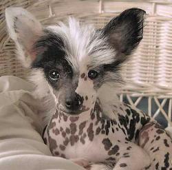 Chinese Crested Dog.