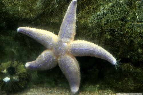 star fish - star fish