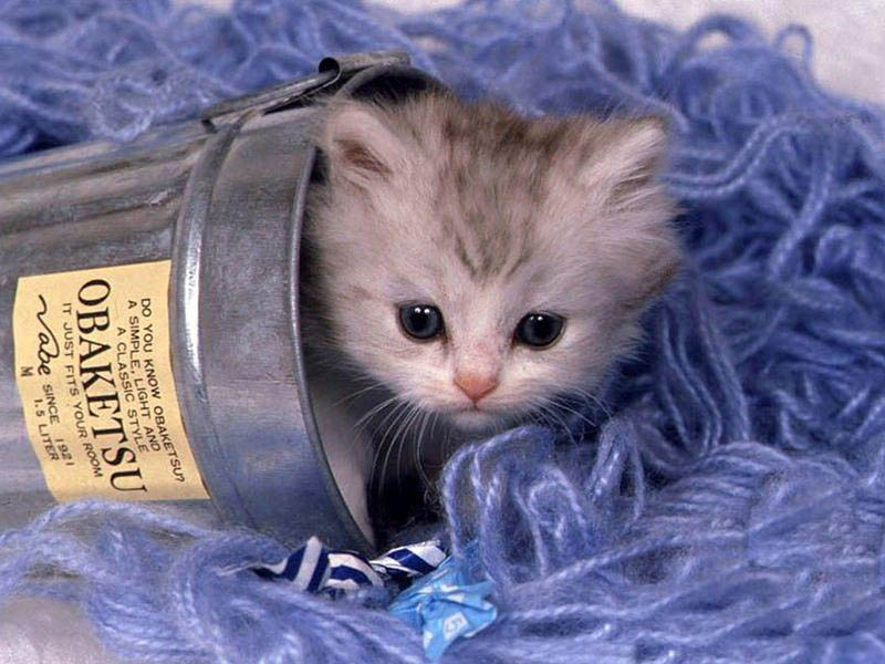 Cats