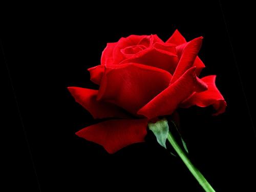 Red Rose - Single red rose,beautiful in its own