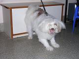 Pomaranian dog - Potographed at My brother's house in Mysore