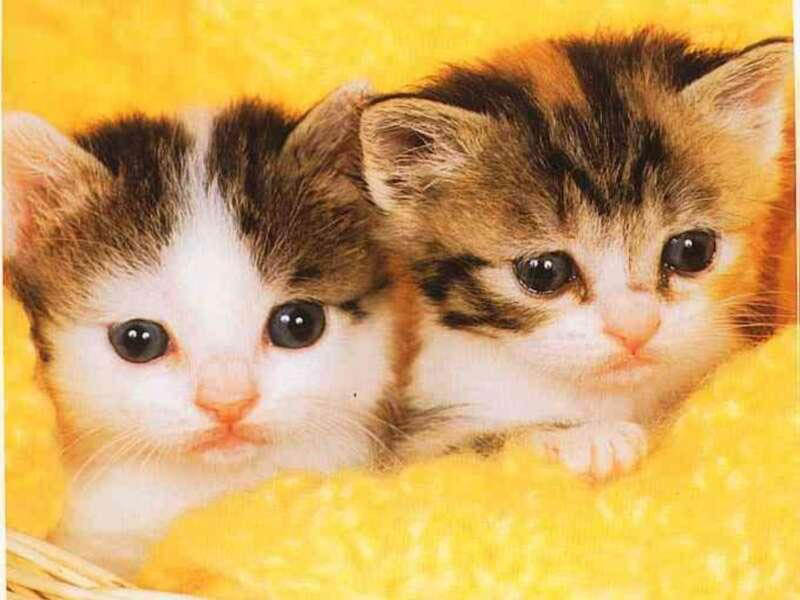 Cats