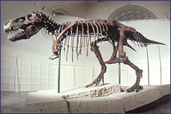 Dinosaur Fossil - Dinosaur Fossil