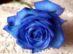 Blue Rose - Blue rose...  
