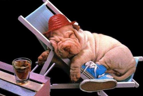 relax dog..lol - this is very cutie :)