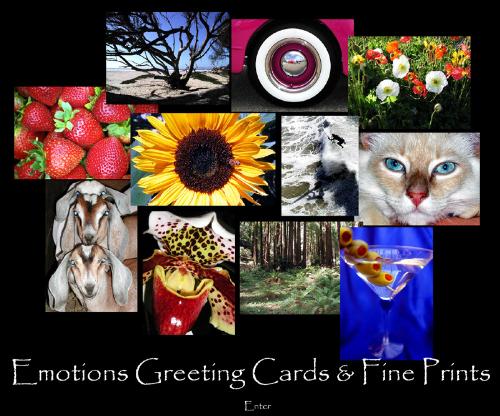 Greeting Cards - Greeting Cards