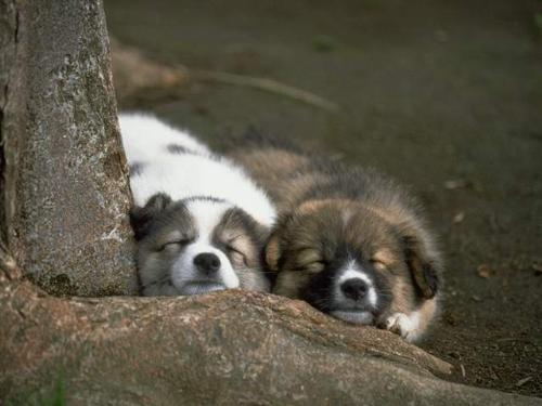 Animal  - Animal Animal Animal Animal Animal Animal Animal Animal Animal Animal Animal Animal Animal Animal Animal Animal Animal Animal Animal Animal Animal Animal Animal Animal Animal Animal Animal Animal Animal Animal Animal Animal Animal Animal Animal Animal Animal Animal