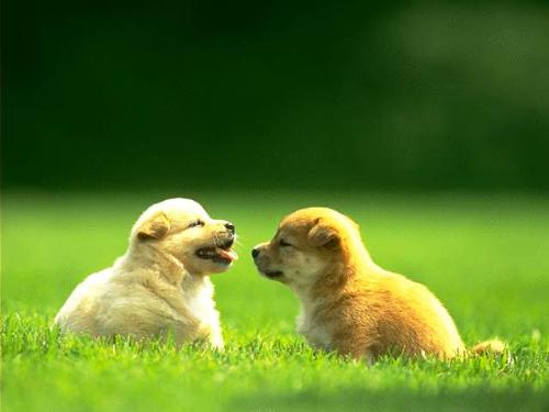 Animal  - Animal Animal Animal Animal Animal Animal Animal Animal Animal Animal Animal Animal Animal Animal Animal Animal Animal Animal Animal Animal Animal Animal Animal Animal Animal Animal Animal Animal Animal Animal Animal Animal Animal Animal Animal Animal Animal Animal Animal Animal Animal Animal Animal Animal Animal Animal Animal