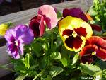 pansies - pansies