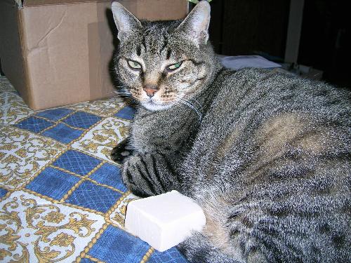 My cat Leo! - Leo
