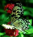 butterfly - butterfly