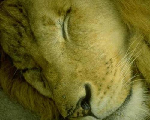 Sleepy Lion - Early morning nap.