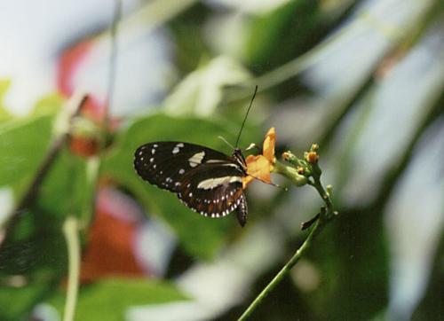 beautiful! - I love butterfly!