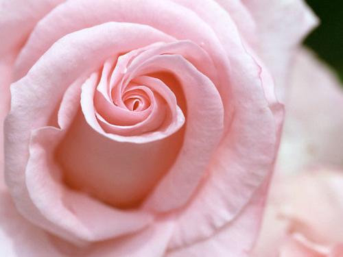 flower - pink rose