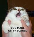 Scaredy Cat - scaredy cat