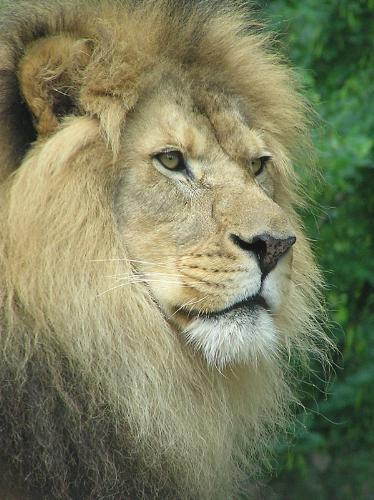 animal - the king of the jungle