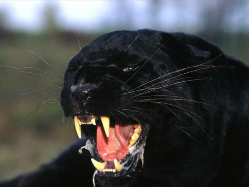animal - The black panther