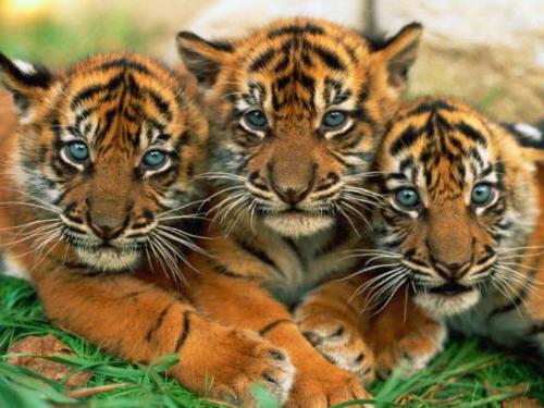 animal - Little tiger cubs looking cute