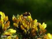 gorse - Its the commongorse.