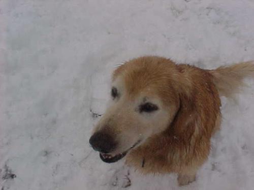Jake our Golden Retriever - Jake