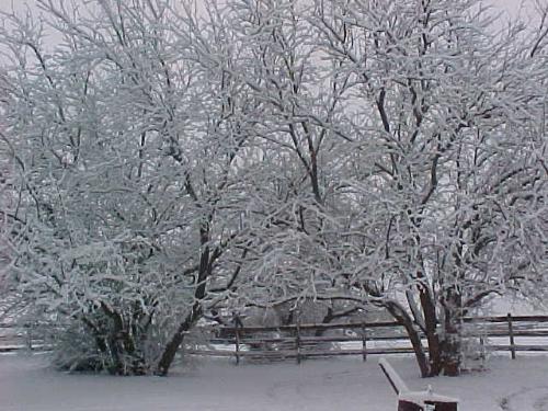 Snow in McKinney, TX - our backyard with the huge  - It rarely happens but when it does - it's just beautiful!!!!