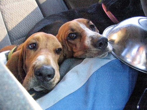 My Girls - This is Molli and Row.  Both are Bassett Hounds and are adults.