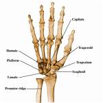 hand bones - bones of the hand