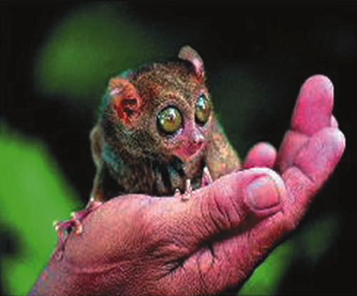 Tarsier - The photo is depecting tarsier, the world's smallest primate that can be found in Bohol.